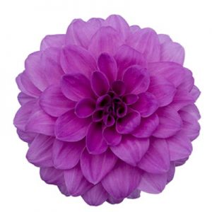 Vote for Your Favorite Flower! Image